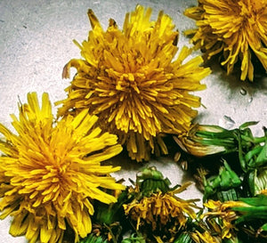 Dandelion Herb